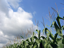 cornfield_blumtn