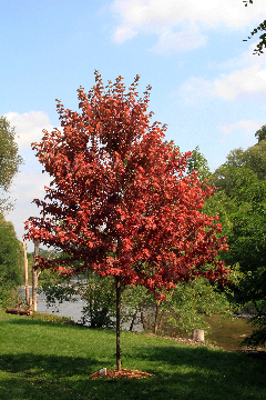 tree_humber